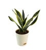 Snake Futura Sansevieria Natural Plant In Ivory Self Watering Plastic Pot