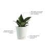 Snake Natural Plant In White Self Watering Plastic Pot