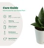 Snake Natural Plant In White Self Watering Plastic Pot