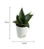 Snake Natural Plant In White Self Watering Plastic Pot