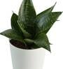 Snake Natural Plant In White Self Watering Plastic Pot