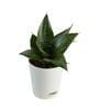Snake Natural Plant In White Self Watering Plastic Pot