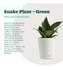 Snake Natural Plant In White Self Watering Plastic Pot