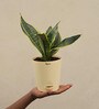Snake Futura Sansevieria Natural Plant In Ivory Self Watering Plastic Pot