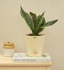 Snake Futura Sansevieria Natural Plant In Ivory Self Watering Plastic Pot