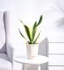 Snake Futura Sansevieria Natural Plant In Ivory Self Watering Plastic Pot