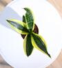 Snake Futura Sansevieria Natural Plant In Ivory Self Watering Plastic Pot