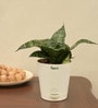 Snake Natural Plant In White Self Watering Plastic Pot