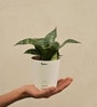 Snake Natural Plant In White Self Watering Plastic Pot