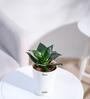Snake Natural Plant In White Self Watering Plastic Pot