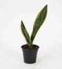 Snake Plant Superba With Pot Natural Plant