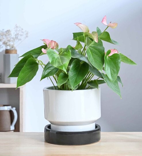 Soothing Rains White - Dark Grey Ceramic Planters
