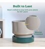 Soothing Rains Carton