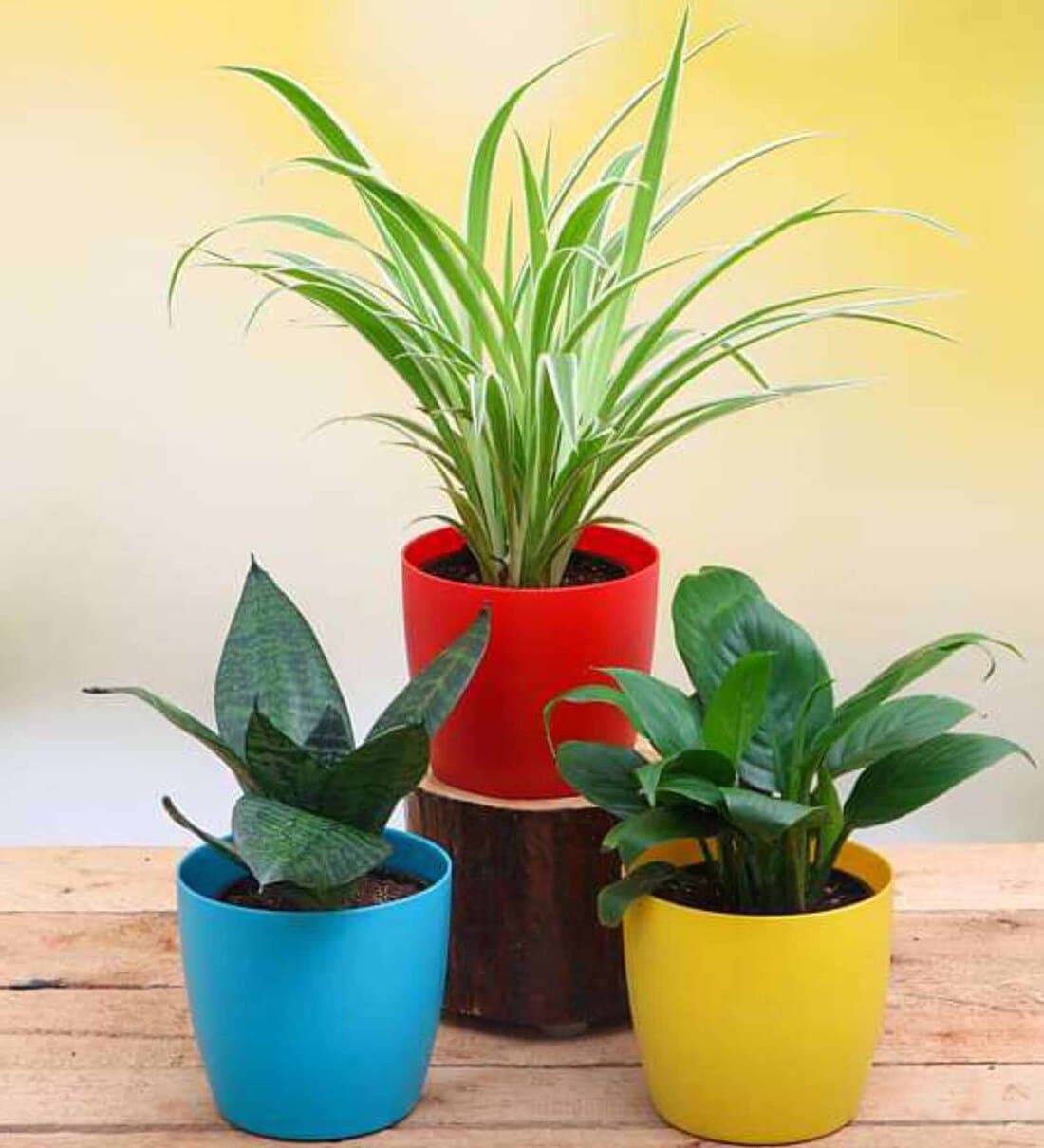 Buy Spider , Snake , Peace Lily Natural Plant at 23% OFF by Nurserylive ...