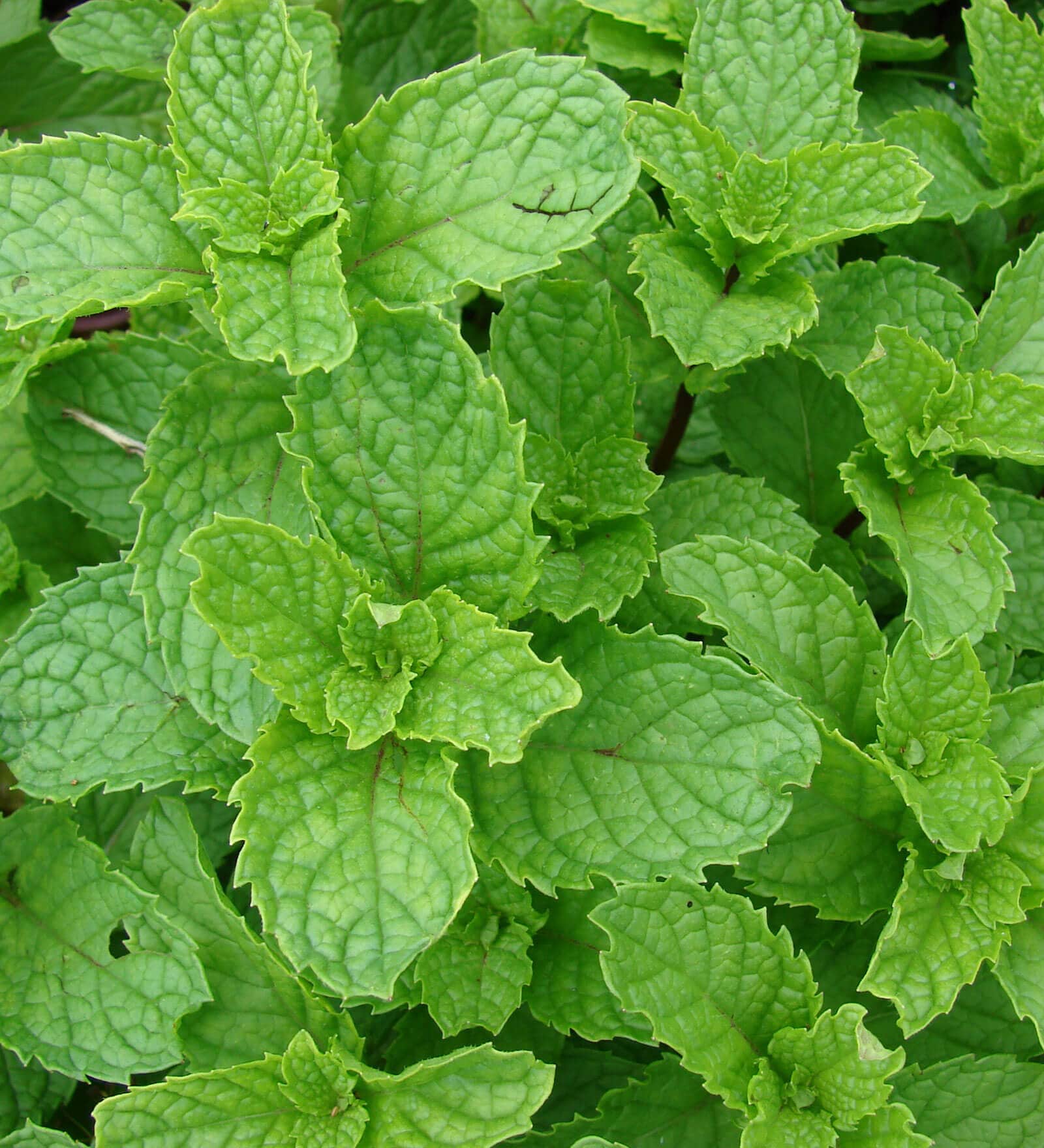 Buy Spearmint Herb Seeds By Chhajed Garden Online Seeds & Bulbs