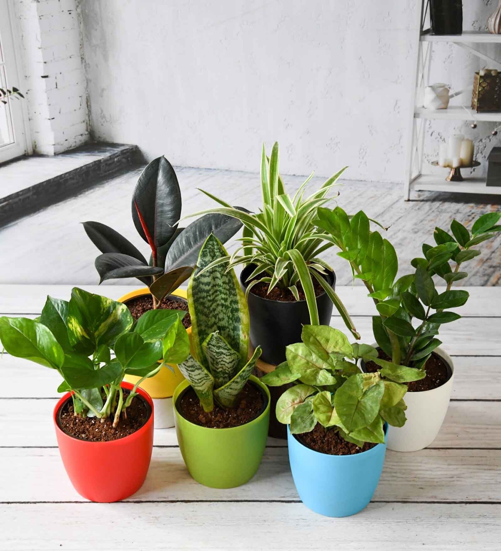 Spider , Syngonium Variegated , Zz , Snake Hahnii, Rubber, Money Green Natural Plant