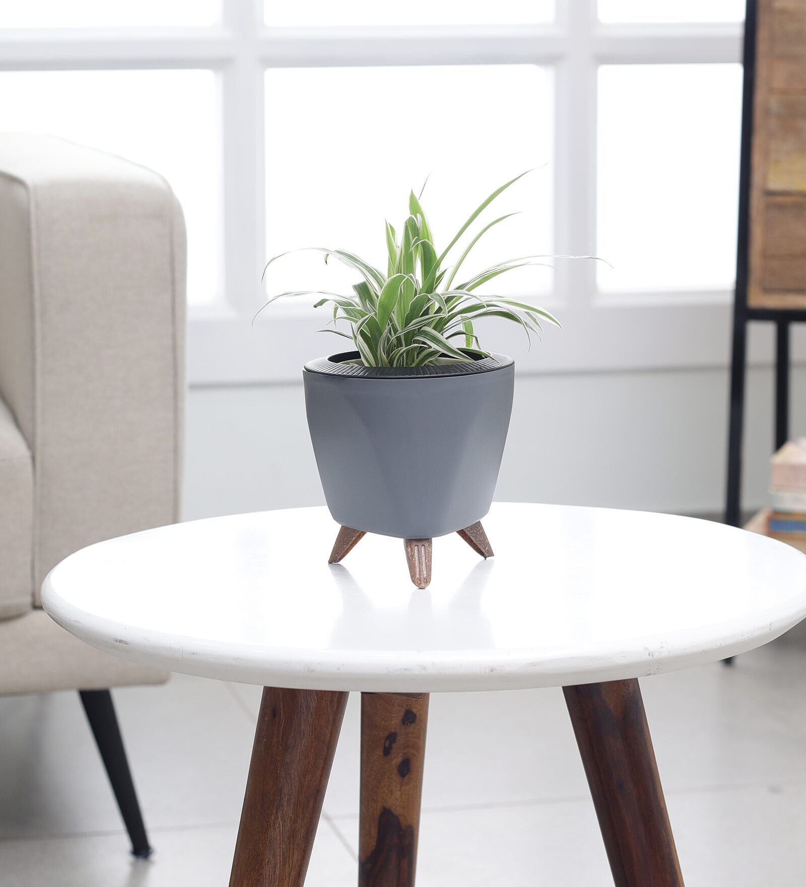 Spider Small Plant With Lagos Grey Plastic Pot