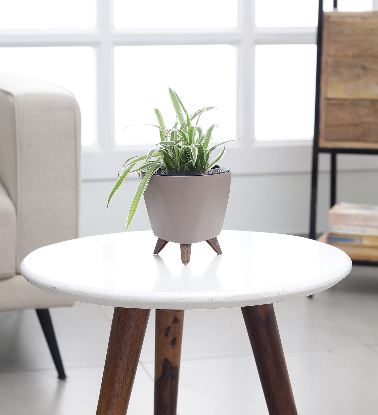 Spider Small Plant With Lagos Mocca Plastic Pot