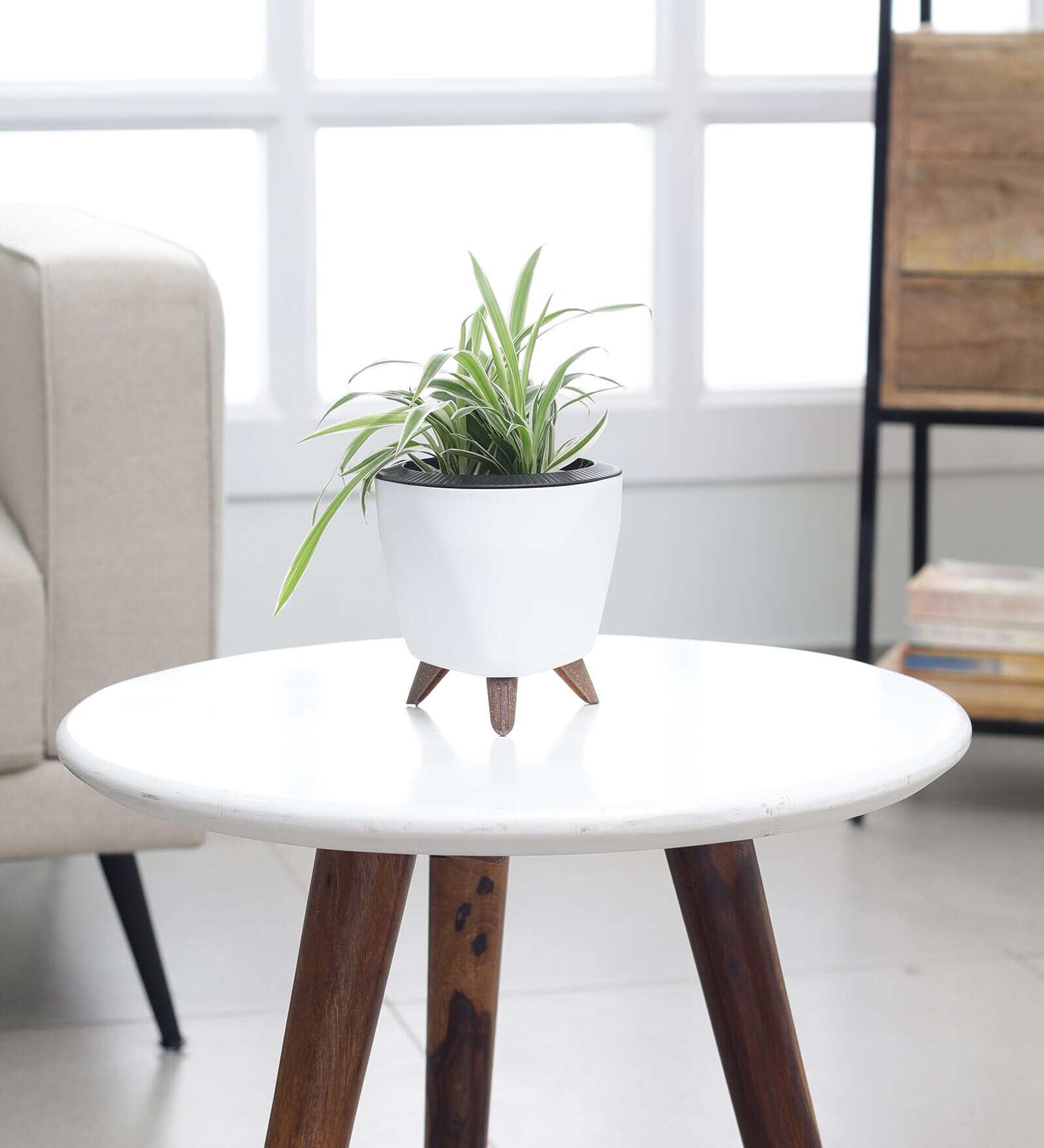 Spider Small Plant With Lagos White Plastic Pot