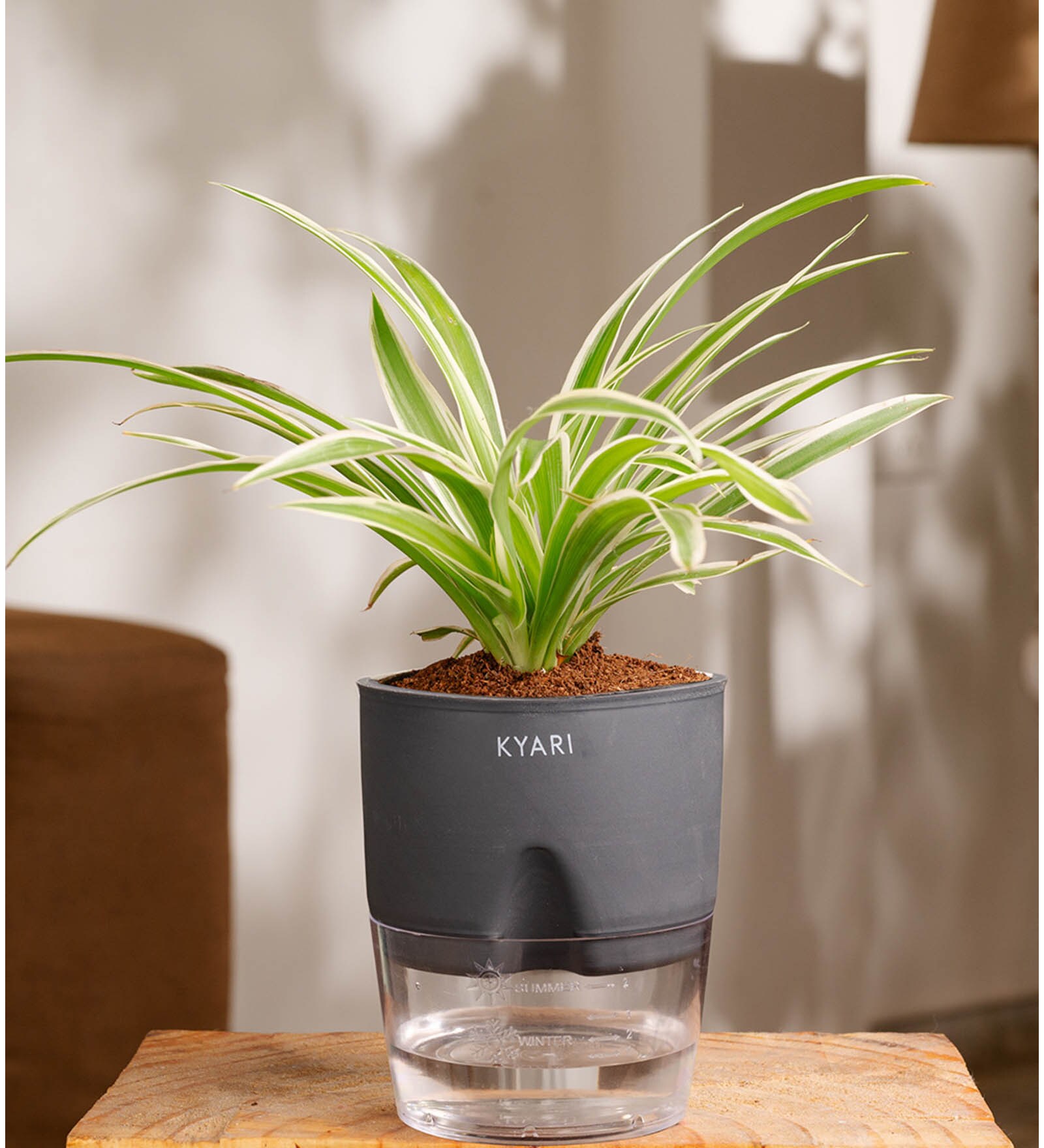 Spider Plant With  Self Watering Pot-Grey