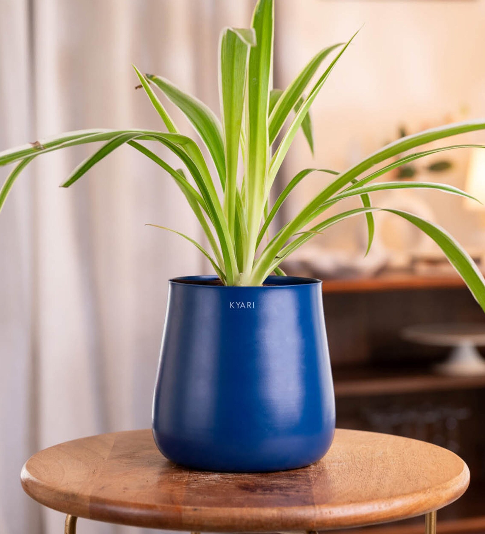 Spider Plant With Aura Metal Pot-Blue