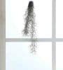 Spanish Moss Air Natural Plant