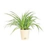 Spider Air Purifying Plant With Pot