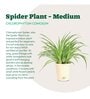 Spider Air Purifying Plant With Pot