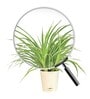 Spider Air Purifying Plant With Pot