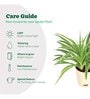 Spider Air Purifying Plant With Pot