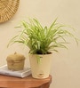 Spider Air Purifying Plant With Pot
