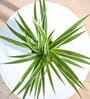 Spider Air Purifying Plant With Pot
