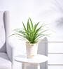 Spider Air Purifying Plant With Pot