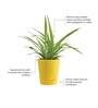 Spider Natural Plant In Yellow Self Watering Plastic Pot