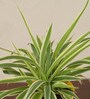 Spider Natural Plant In Yellow Self Watering Plastic Pot