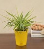 Spider Natural Plant In Yellow Self Watering Plastic Pot