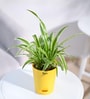 Spider Natural Plant In Yellow Self Watering Plastic Pot