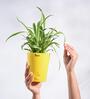 Spider Natural Plant In Yellow Self Watering Plastic Pot