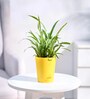 Spider Natural Plant In Yellow Self Watering Plastic Pot