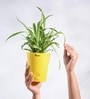 Spider Natural Plant In Yellow Self Watering Plastic Pot