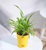 Spider Natural Plant In Yellow Self Watering Plastic Pot