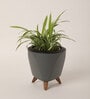 Spider Small Plant With Lagos Grey Plastic Pot
