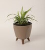 Spider Small Plant With Lagos Mocca Plastic Pot
