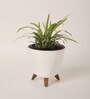 Spider Small Plant With Lagos White Plastic Pot