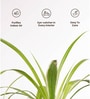 Spider Plant With  Self Watering Pot-Grey