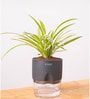 Spider Plant With  Self Watering Pot-Grey