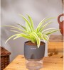 Spider Plant With  Self Watering Pot-Grey