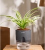 Spider Plant With  Self Watering Pot-Grey