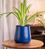 Spider Plant With Aura Metal Pot-Blue