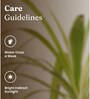 Spider Plant With Aura Metal Pot-Blue